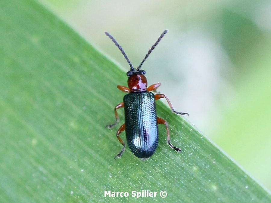 Oulema melanopus, Chrysomelidae